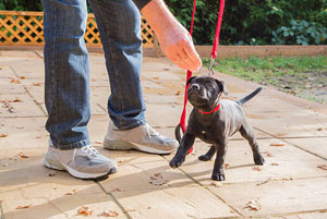 Puppy Training Wolverley Hereford and Worcester